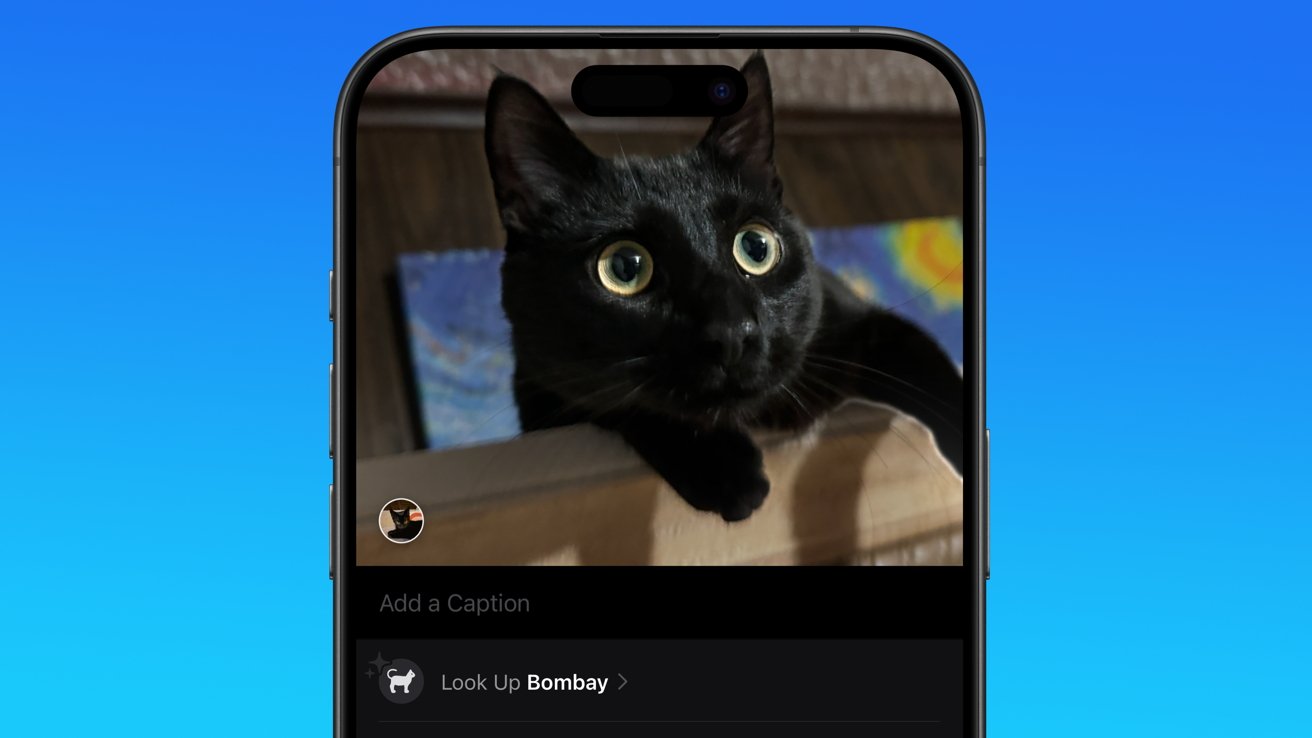 Изображение черного кота с большими желтыми глазами в Apple Photos с текстом ниже, классифицирующим его как «бомбейский».